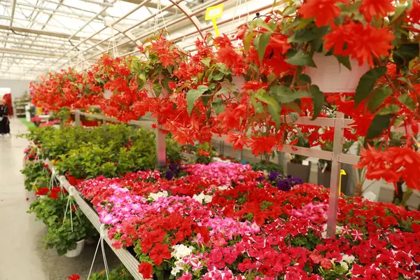 Kleurrijke Bloemen Potten Een Winkel Rechtenvrije Stockfoto's