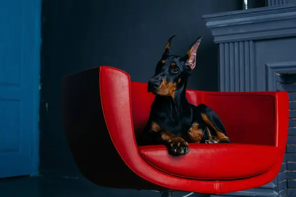 Mooie Jonge Zwarte Doberman Hond Een Rode Lederen Stoel Bij Rechtenvrije Stockfoto's