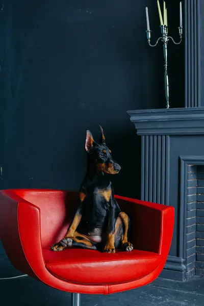 Mooie Jonge Zwarte Doberman Hond Een Rode Lederen Stoel Bij Rechtenvrije Stockafbeeldingen