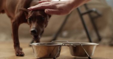 Gerçek zamanlı köpek kaseden yemek yerken ve kameraya bakarken tanınmayan bir kadın arka planda bulanık arka planda sandalyeli evcil hayvanı okşuyor. 