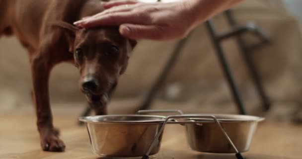 Realtid Söt Hund Äta Mat Från Skål Och Titta Kameran — Stockvideo