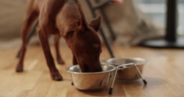 Kahverengi sevimli Hint köpeği ayakta ve kâseden kahvaltı ederken tanınmayan sahibi bulanık arka planda yalınayak oturuyor.
