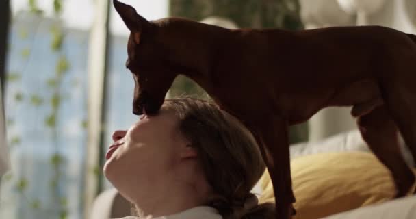 Oturma Odasındaki Kanepeye Yaslanmış Köpek Gözkapağını Yalarken Gün Işığında Bulanık — Stok video