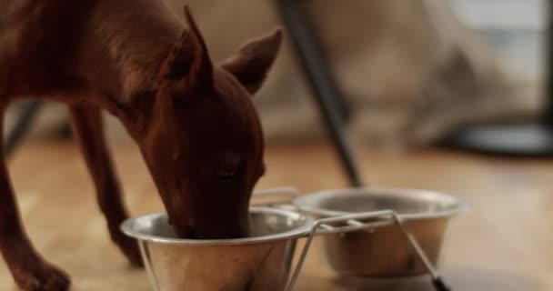 Gerçek Zamanlı Köpek Kaseden Yemek Yerken Kameraya Bakarken Tanınmayan Bir Stok Video