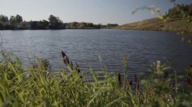 Güneşli bir yaz gününde, sakin göl kıyısında büyüyen yeşil çimlerin resimli görüntüsü.