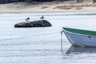 Tekne, Deniz, Martı ve Kaya