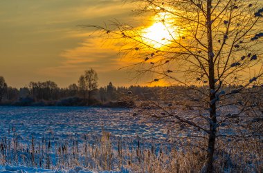 Kış mevsiminde huş ağacının dalları arasında güzel bir gün doğumu.