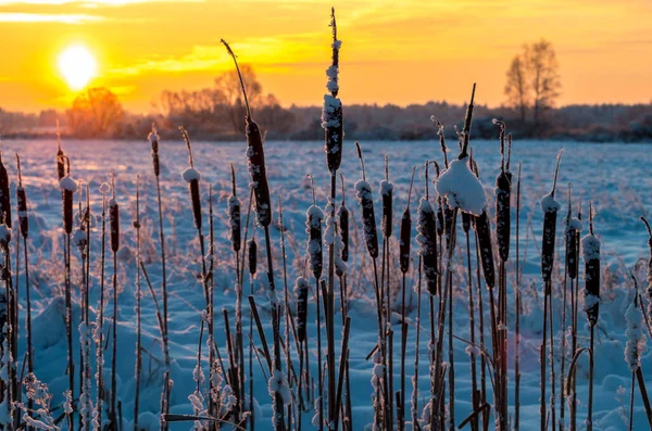 cattails at winter sunrise in frosty morning