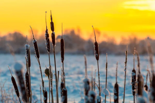 cattails at winter sunrise in frosty morning