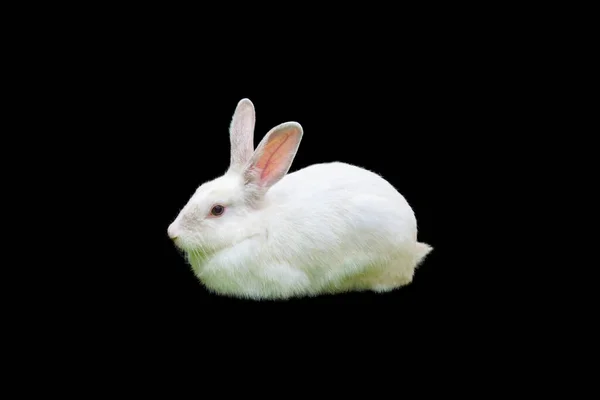 Білий Кролик Крупним Планом Чорним Тлом — стокове фото