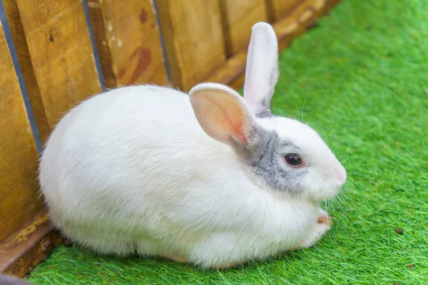 兔子躺在绿草上 背景模糊不清 — 图库照片