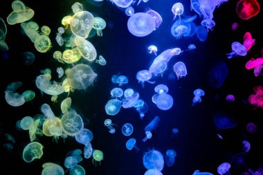 Güzel renkli yakın çekim denizanası arkaplanı