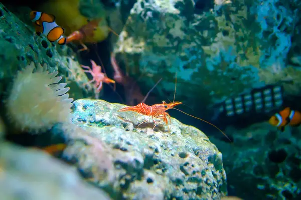 stock image Caridea shrimp standing on a rock