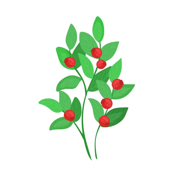 一种有红色浆果的绿色森林植物 在白色的背景下 一个带有卡通风格浆果的小树莓树被分离出来 — 图库矢量图片