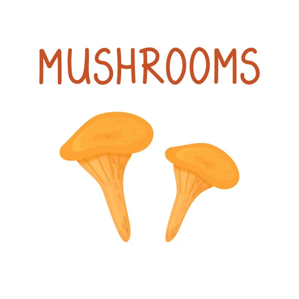Orange Chanterelle Mushroom Isolated White Background — Stock Vector