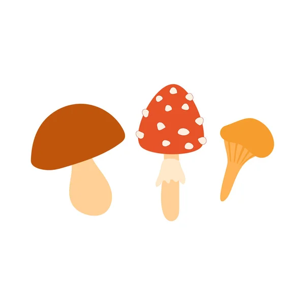Three Wild Mushrooms Amanita Boletus Chanterelle Mushroom Picking Autumn Time — Stock Vector
