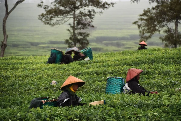 妇女是茶农 她们选择在种植园里收集茶叶 在后面的篮子里添加茶叶 西爪哇Pengalengan 2023年2月20日 — 图库照片