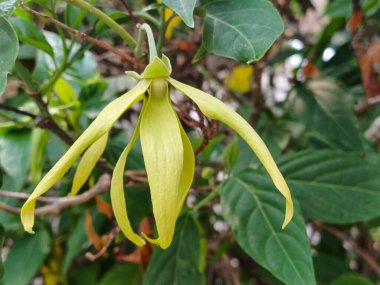 Cananga odorata ya da Kenanga çiçeği (