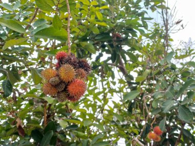 Ağaçta Rambutan meyveleri ya da Nephelyum Lappaceum. Sapindaceae familyasından tropikal bir ağaç.