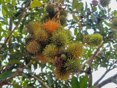Ağaçta Rambutan meyveleri ya da Nephelyum Lappaceum. Sapindaceae familyasından tropikal bir ağaç.