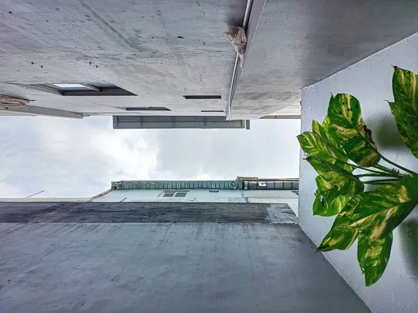 vertical garden between narrow office buildings. low angle with blue sky