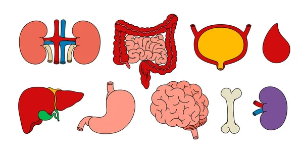 Karikatür Tarzında Insan Organları Böbrekler Bağırsak Beyin Mide Kemik Dalak — Stok Vektör