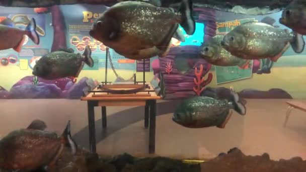 水族館でのピラニア魚のビデオ — ストック動画