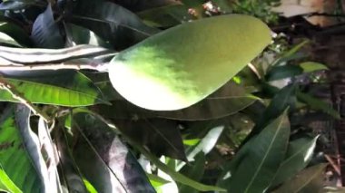 Ağaçta su damlaları olan yeşil yapraklar..