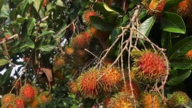 red rambutan with leaves on the tree, closeup