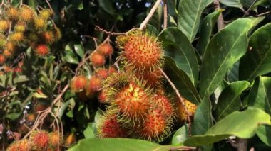 red rambutan with leaves on the tree, closeup