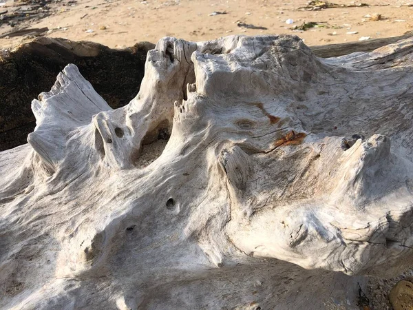white tree wood texture beach background
