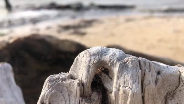 White Wood Texture Blurred Beach Background — Wideo stockowe