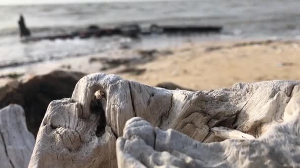 Beyaz Ahşap Dokusu Bulanık Plaj Arka Planı — Stok video