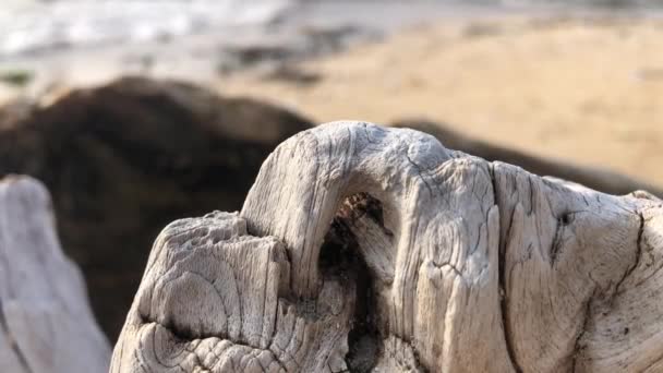 White Wood Texture Blurred Beach Background — Wideo stockowe