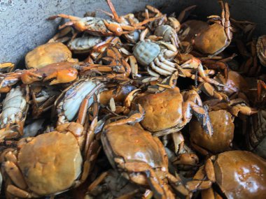 Pazarda taze deniz ürünleri