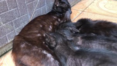 black cat feeding kittens on floor terrace