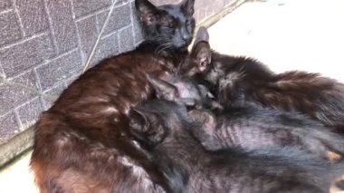 black cat feeding kittens on floor terrace