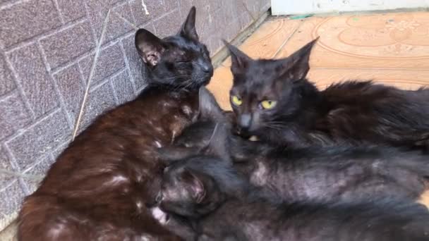 Black Cat Feeding Kittens Floor Terrace — Stock Video