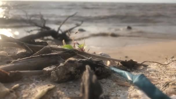 具有海滩背景的海滩垃圾视频 — 图库视频影像