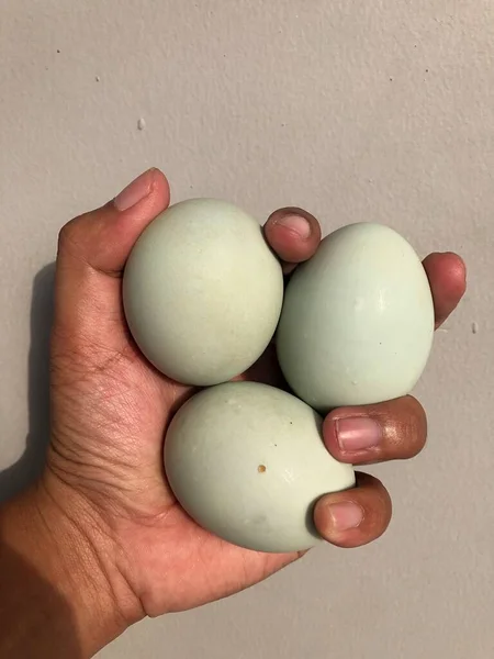 Händer Som Håller Saltade Ägg Från Ankor Som Har Bearbetats — Stockfoto