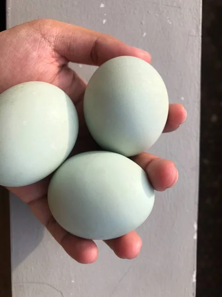 Handen Met Gezouten Eieren Van Verwerkte Eenden — Stockfoto