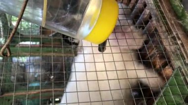 Tavşan kafeste içki şişesi