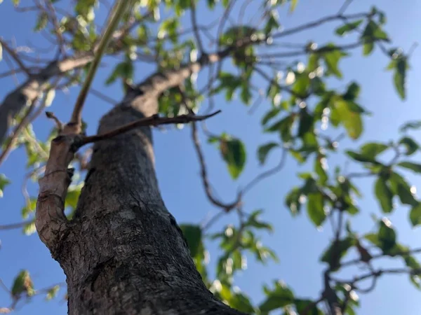木の実の樹皮の質感 — ストック写真