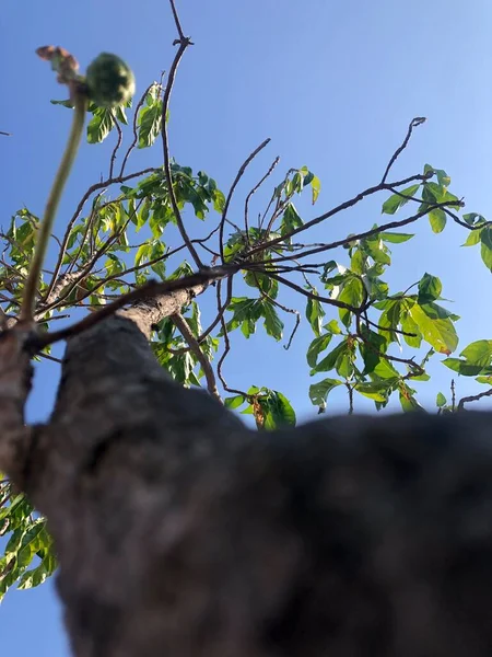 Νόνι Υφή Φλοιού Οπωροφόρων Δένδρων — Φωτογραφία Αρχείου