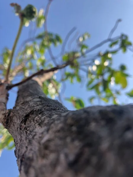 Noni Ovoce Strom Kůra Textura — Stock fotografie