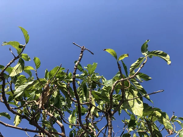 Grüne Blätter Auf Einem Baum — Stockfoto