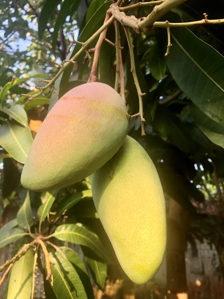 stock image ripe mango on the tree 