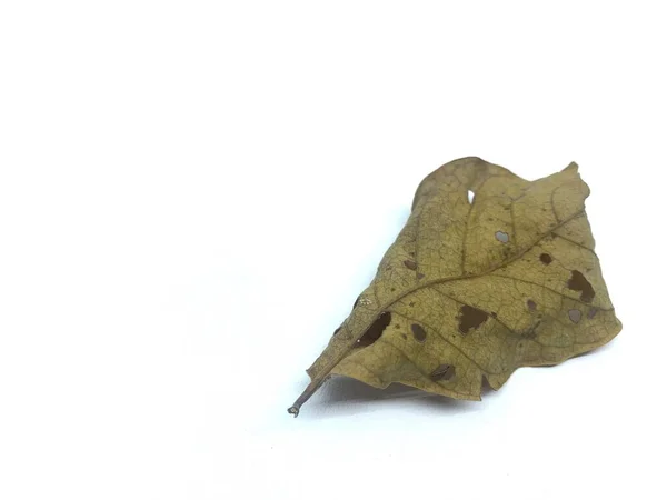 Autumn Leaf White Background Copy Space Flat Lay Top View — Stock Photo, Image