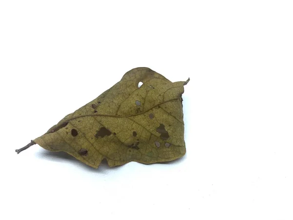 Dry Leaf Isolated White — Stock Photo, Image