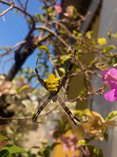 Araña Con Una Flor Árbol — Foto de Stock